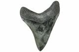 Serrated, Fossil Megalodon Tooth - South Carolina #312092-1